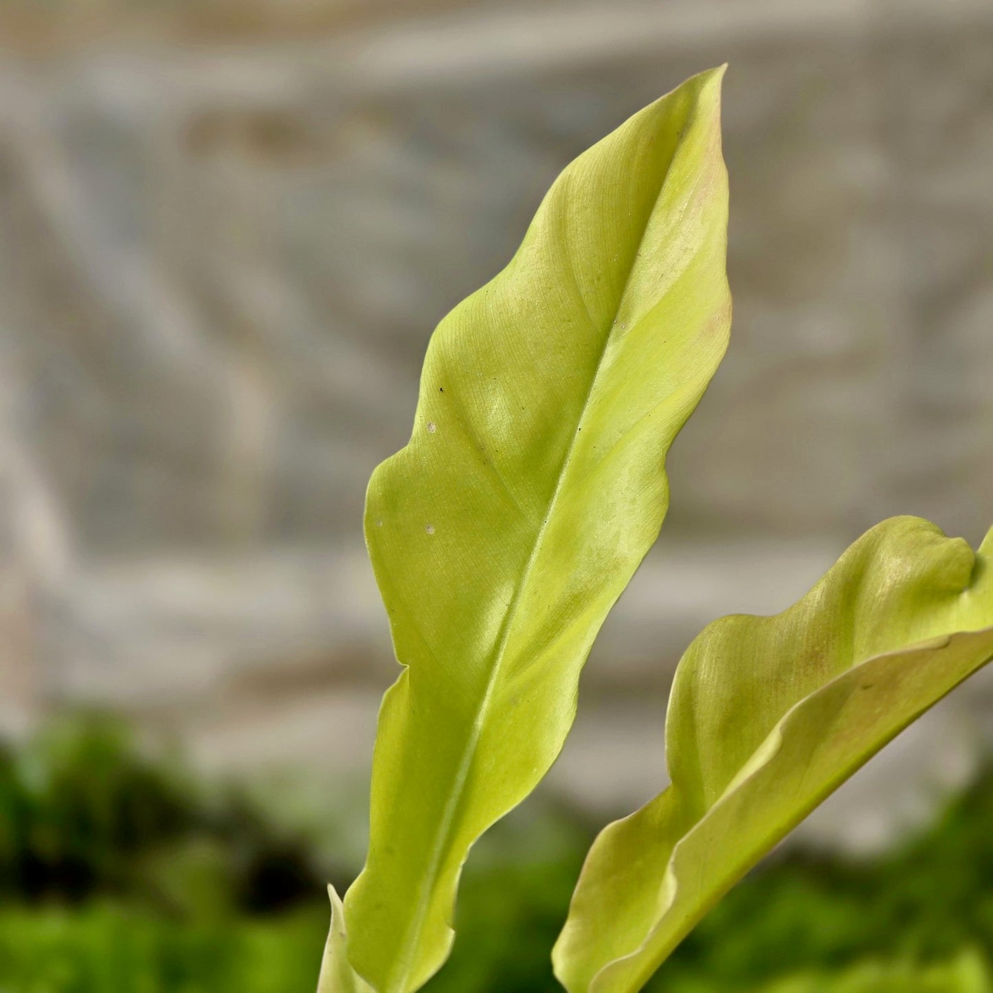 Philodendron Ring of Fire