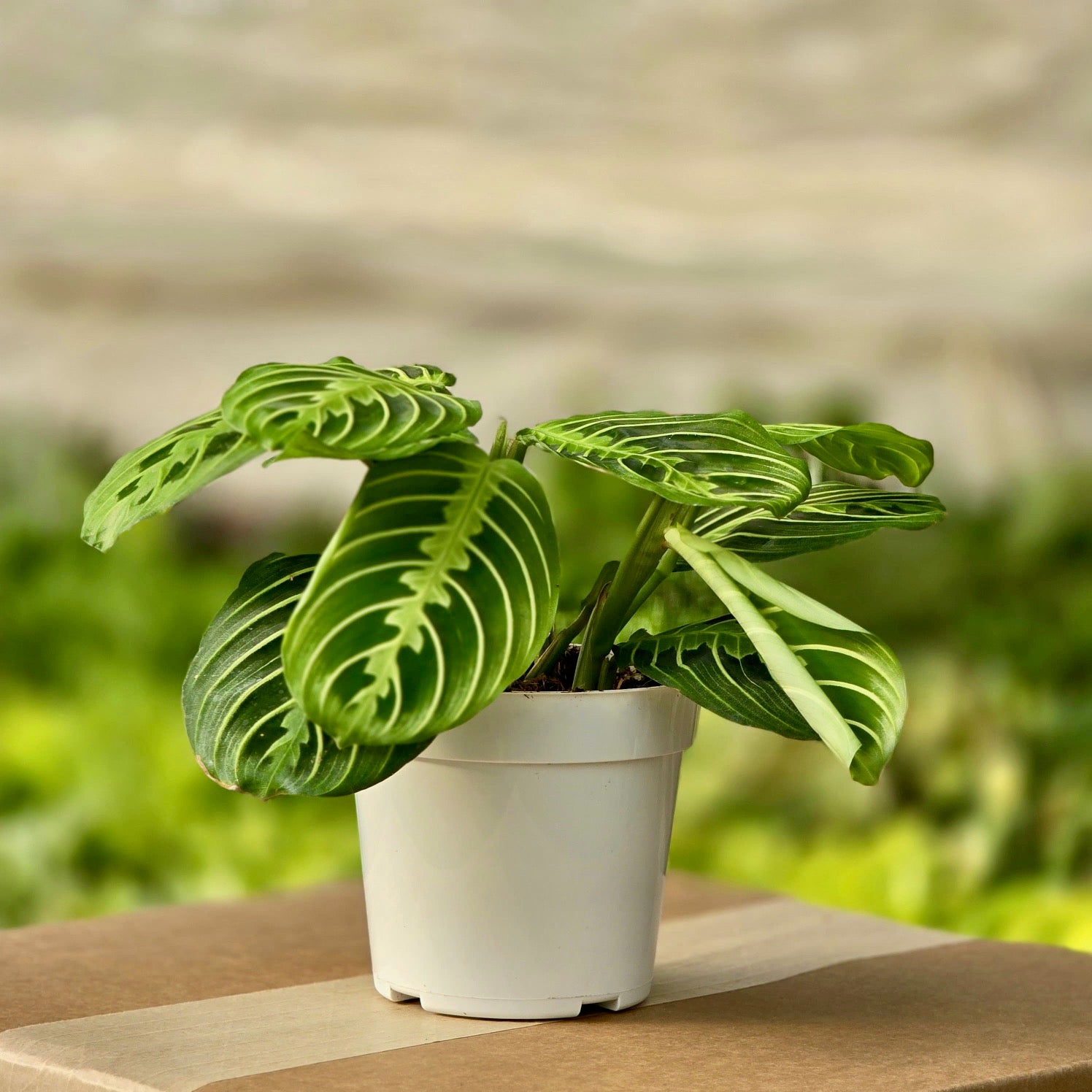 maranta prayer plant near me Maranta Leuconeura Lemon Lime Prayer Plant Nursery 4"
