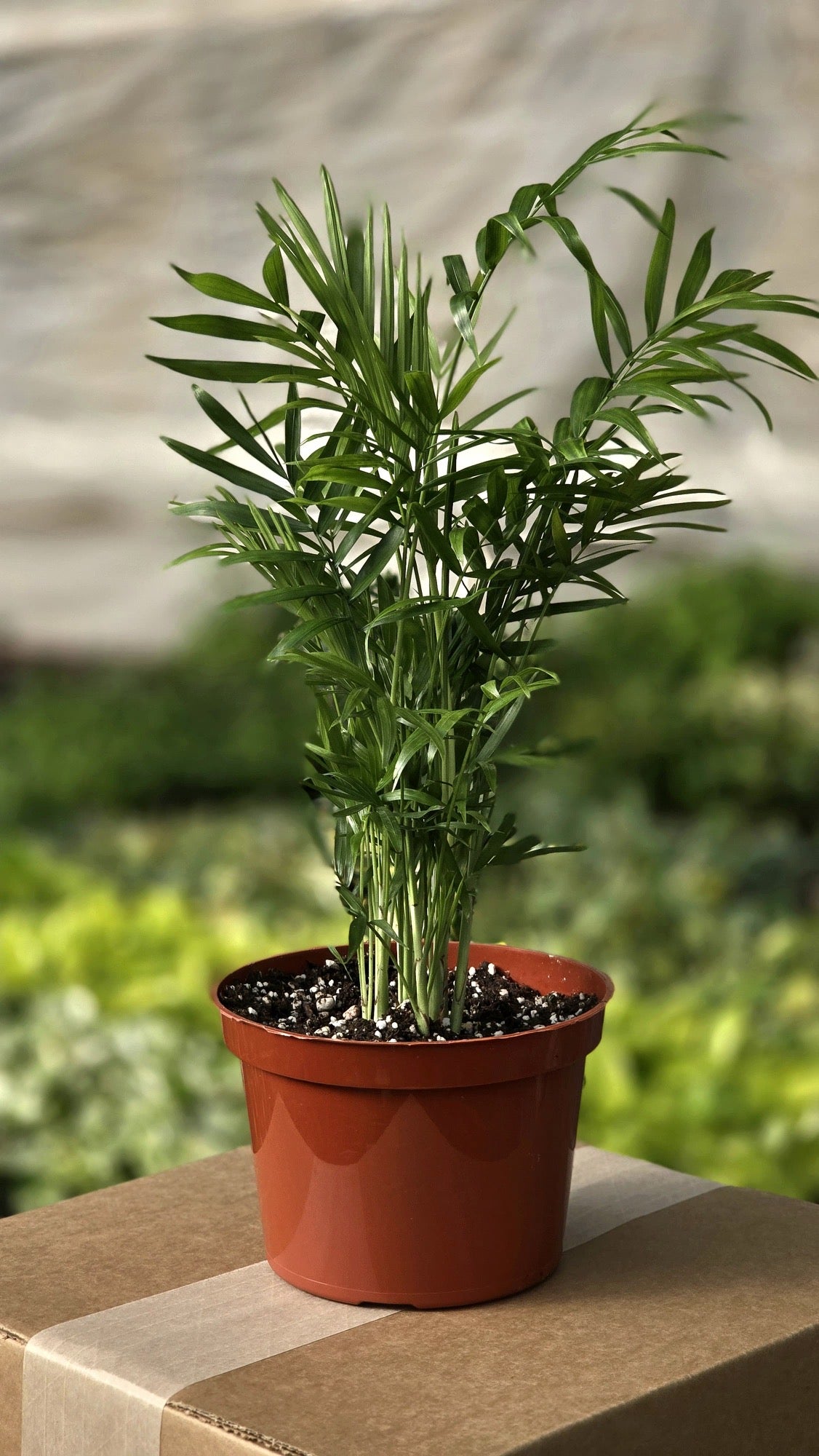 Parlor Palm (Neanthe bella Palm)