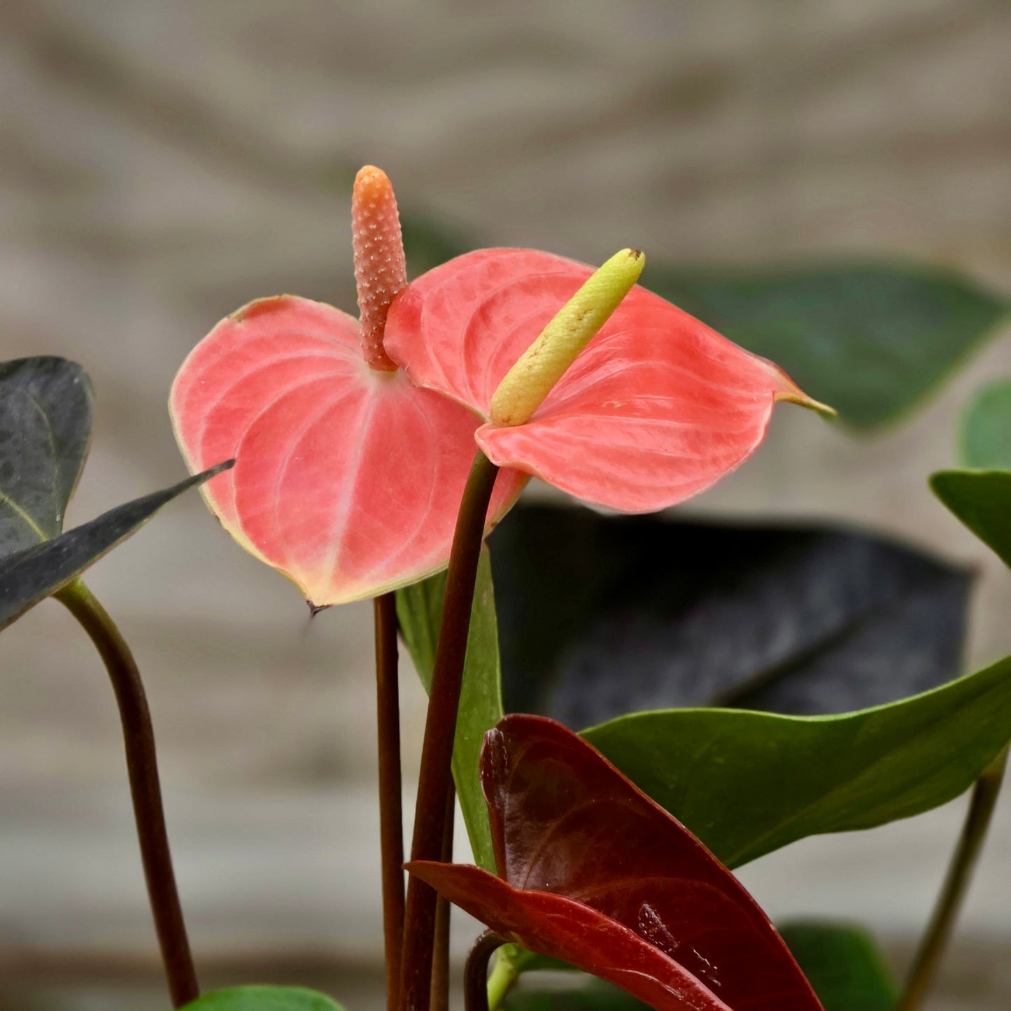 Anthurium Rainbow Champs
