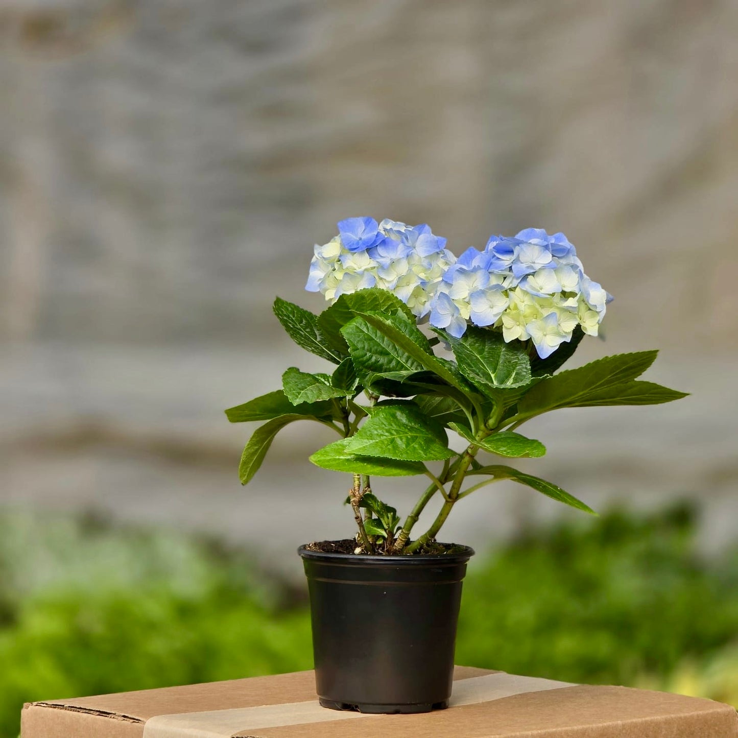 Hydrangea Blue