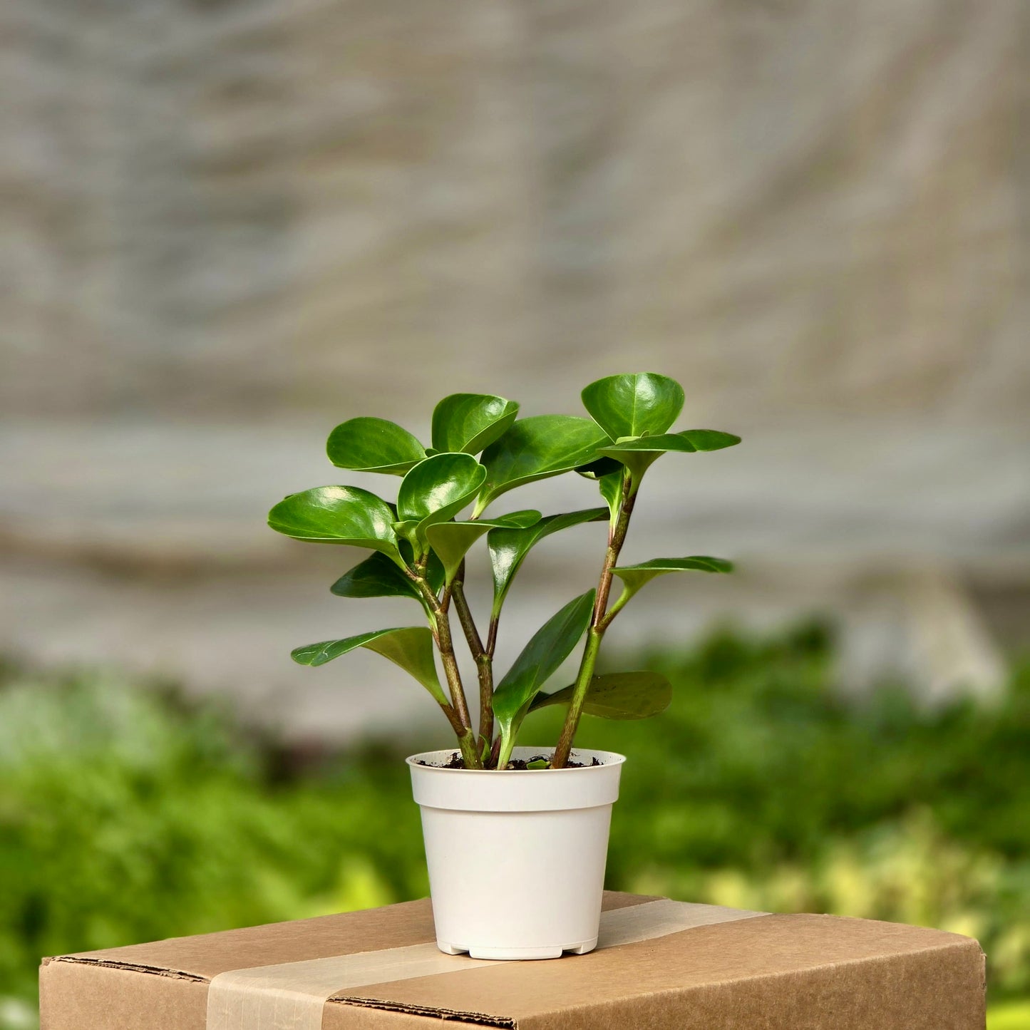 Peperomia tailandesa (verde)