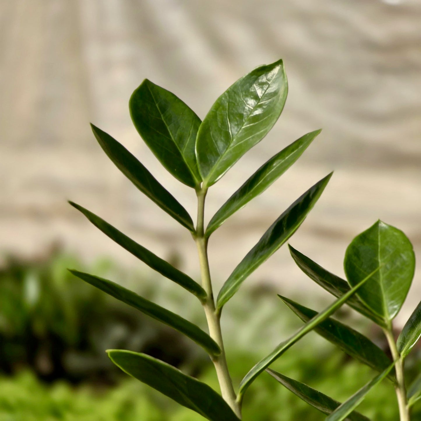 Zamioculcas Zamifolia