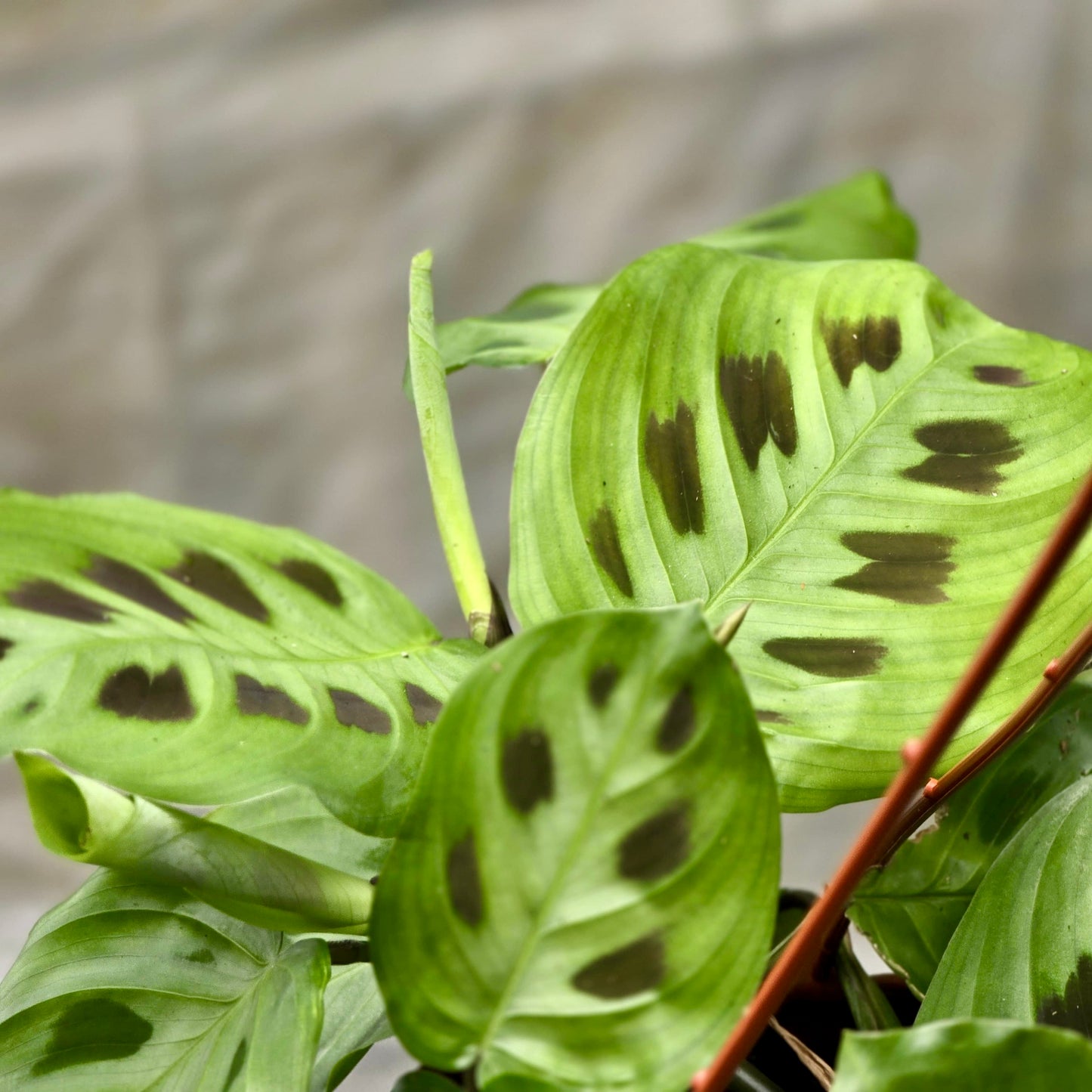 Maranta Leuconeura