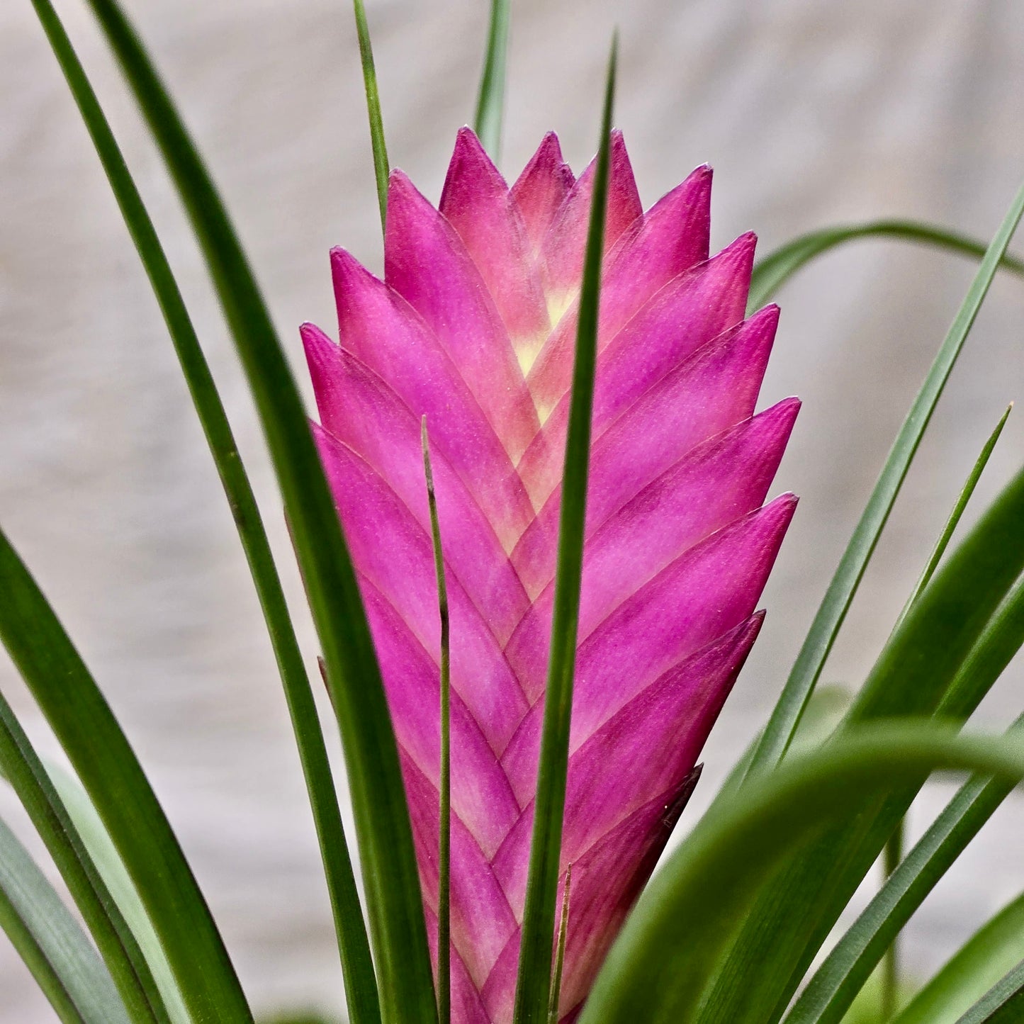 Bromeliad Cyanea (Pink Quill)