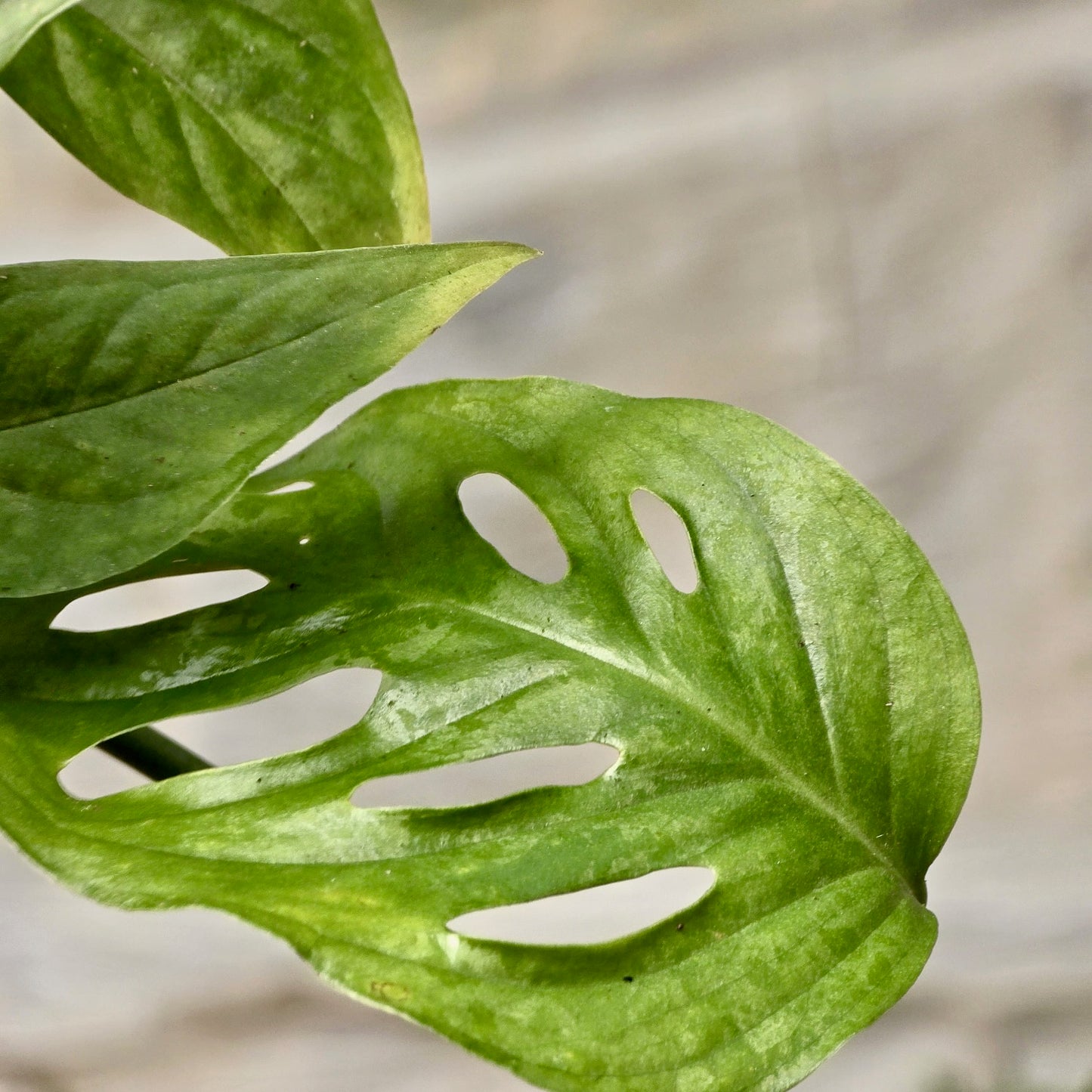 Monstera Swiss Cheese