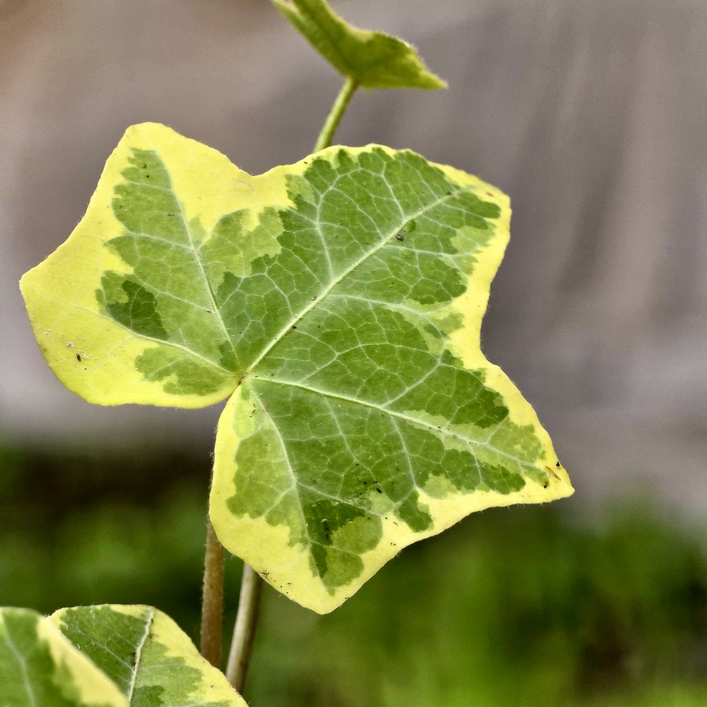 Ficus Lyrata (Hoja de violín)