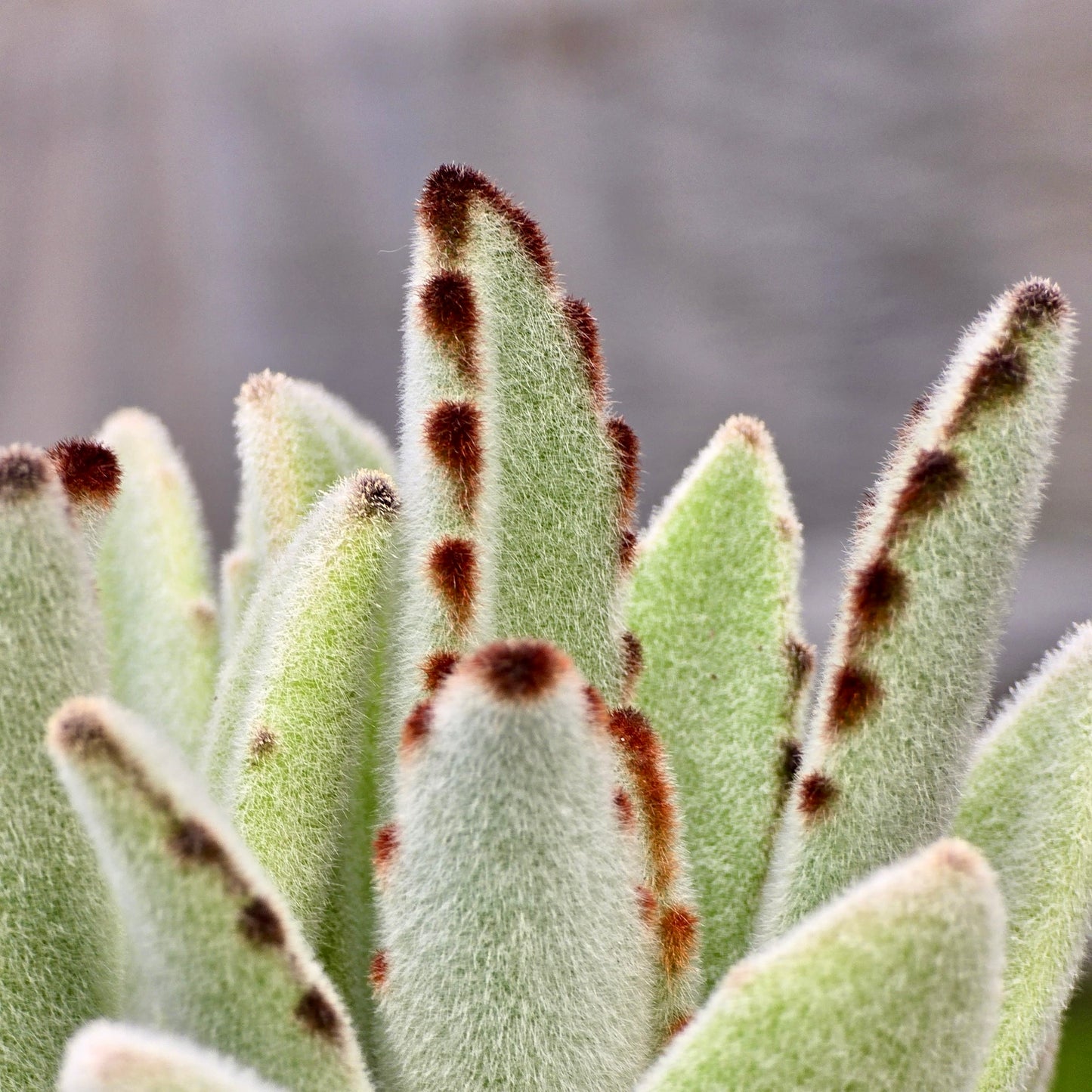 Succulent Kalanchoe Panda (Tormentosa)