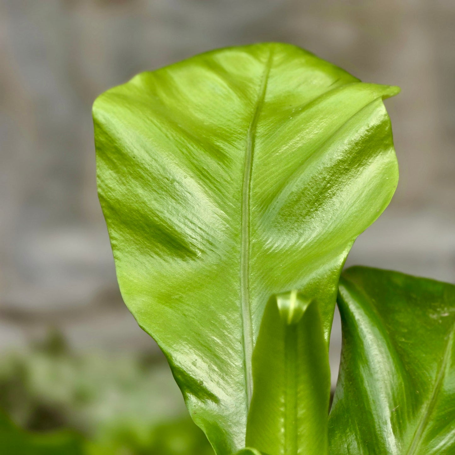 Fern Nidus (Birds Nest)
