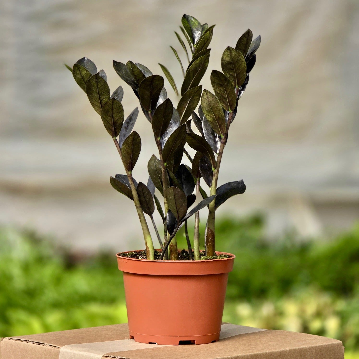 full grown black zz plant Zamioculcas Black (Raven) – Plants-Zen