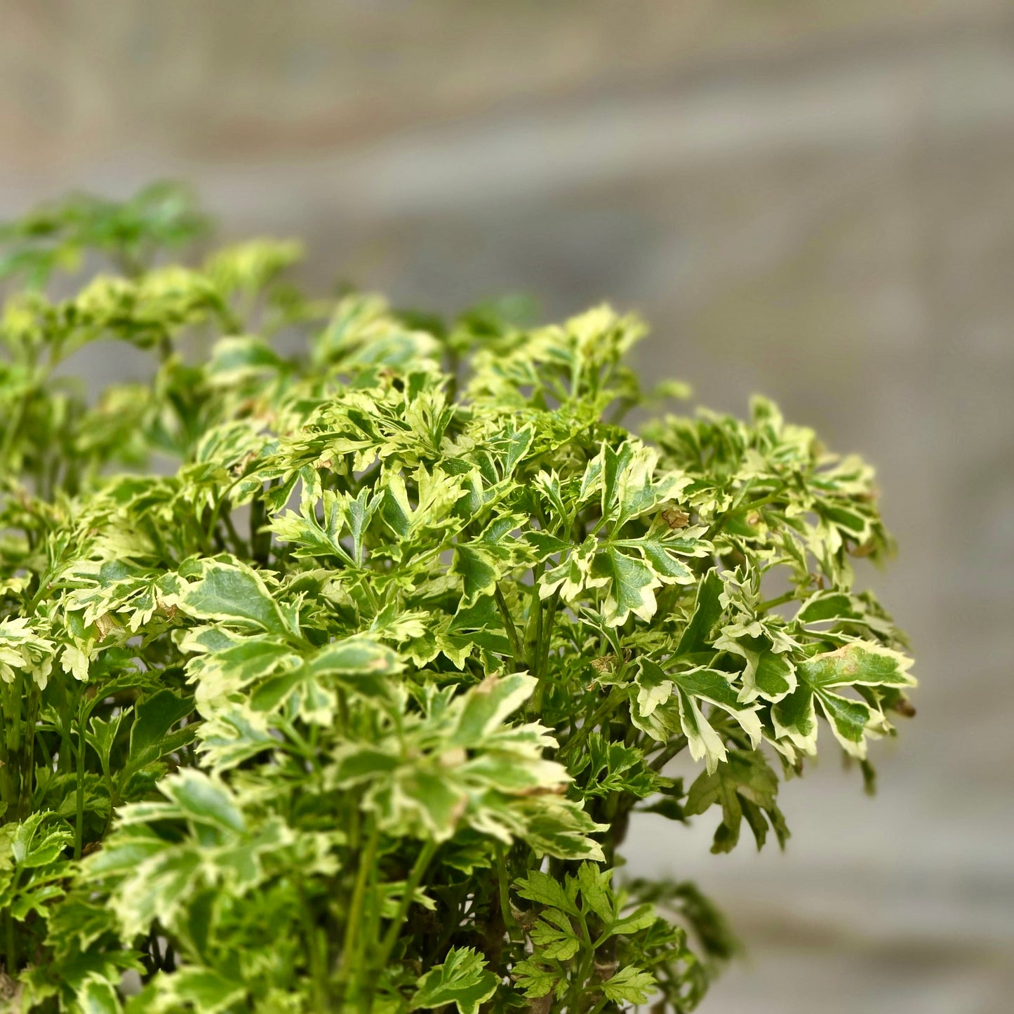 Aralia Ming Gold Mini Bonsai
