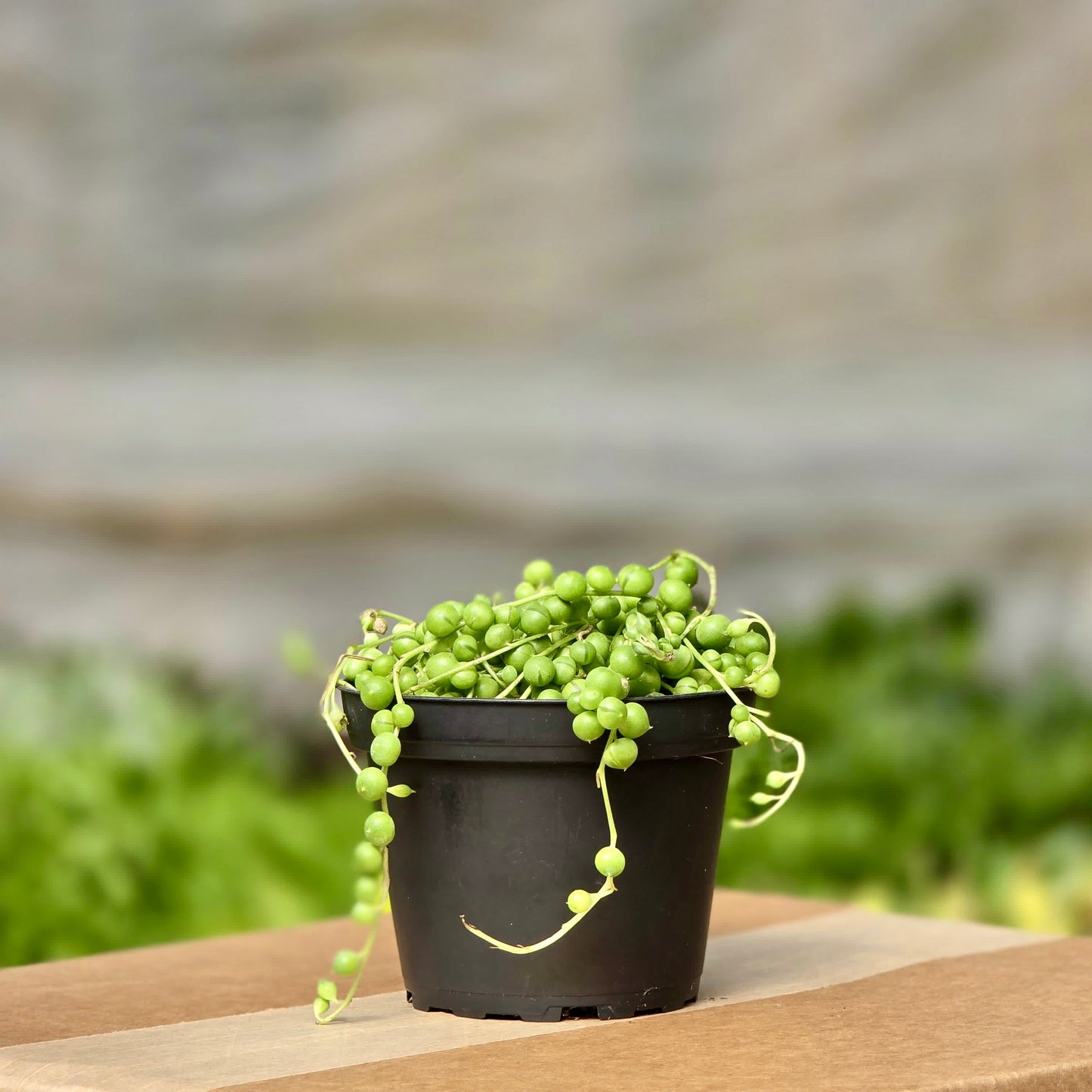 Succulent String of Pearls (Senecio)