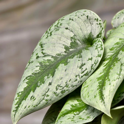 satin pothos silver splash Pothos 'Silver Splash' 6" Pot / Nursery