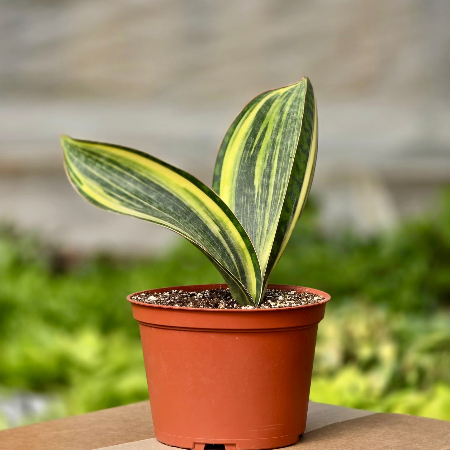 sansevieria whale fin variegated Snake Shark Fin Variegated (Sansevieria Shark) – Plants-Zen