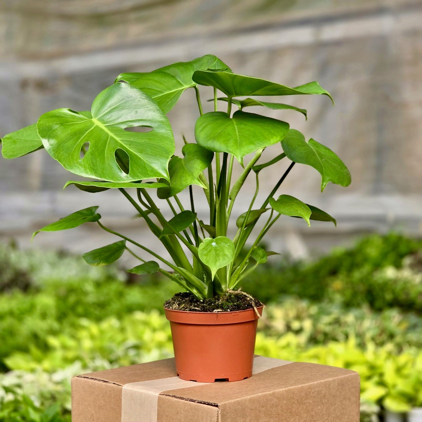 monstera deliciosa or philodendron Monstera Deliciosa (Philodendron Split Leaf) – Plants-Zen