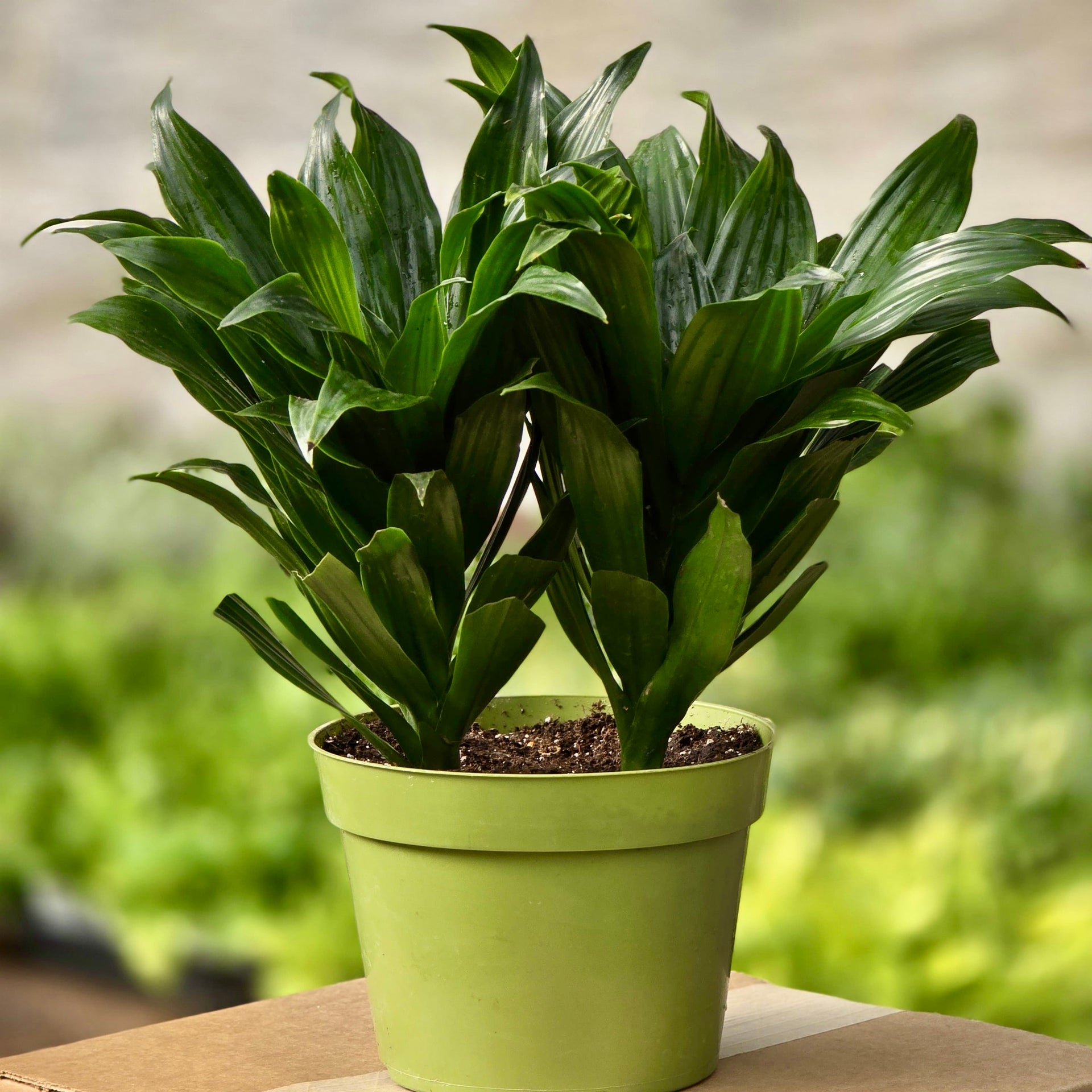 dracaena compacta plant Dracaena Janet Craig Compacta – Plants-Zen