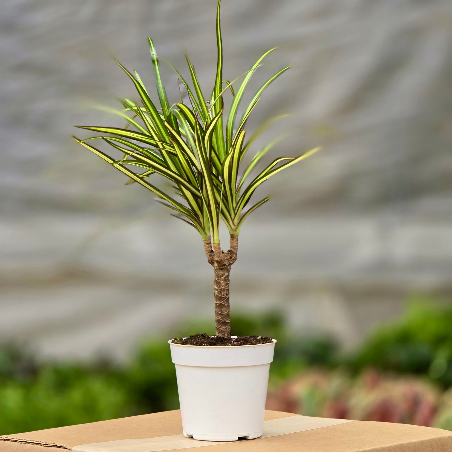 dracaena sun ray care Dracaena Sunray Cane – Plants-Zen