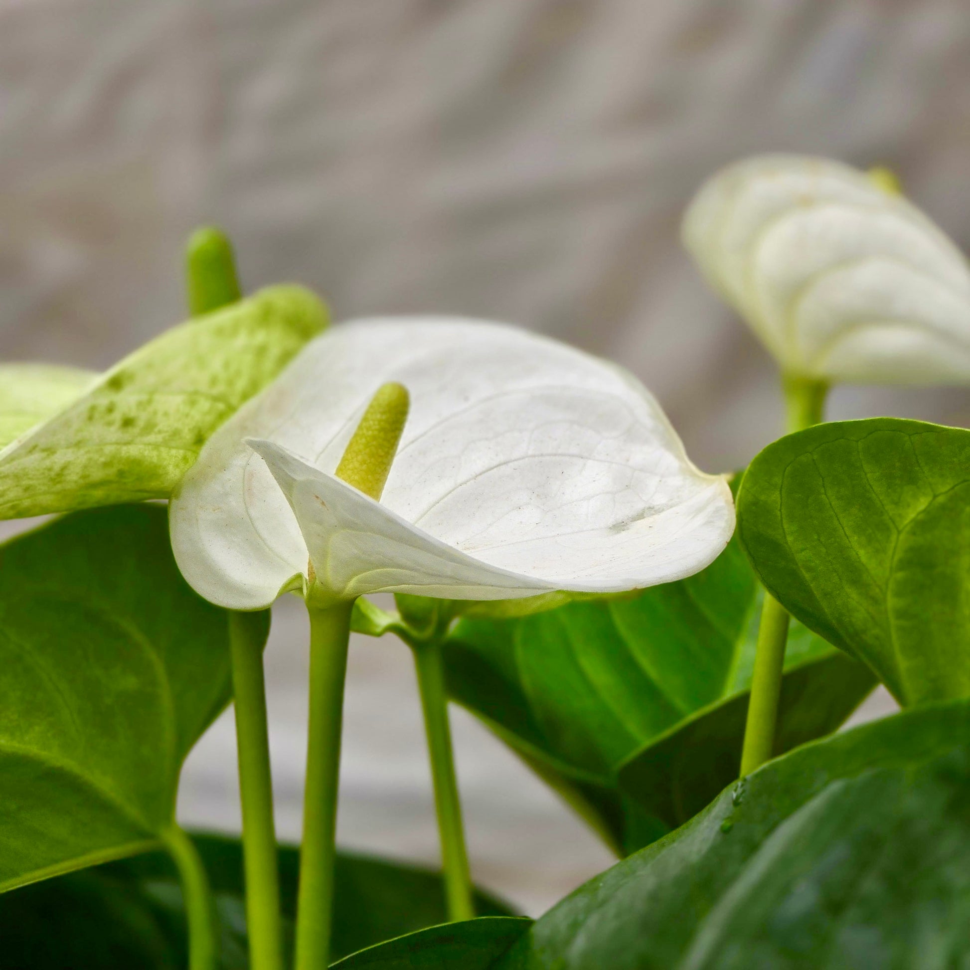 anthurium charade white Anthurium White – Plants-Zen