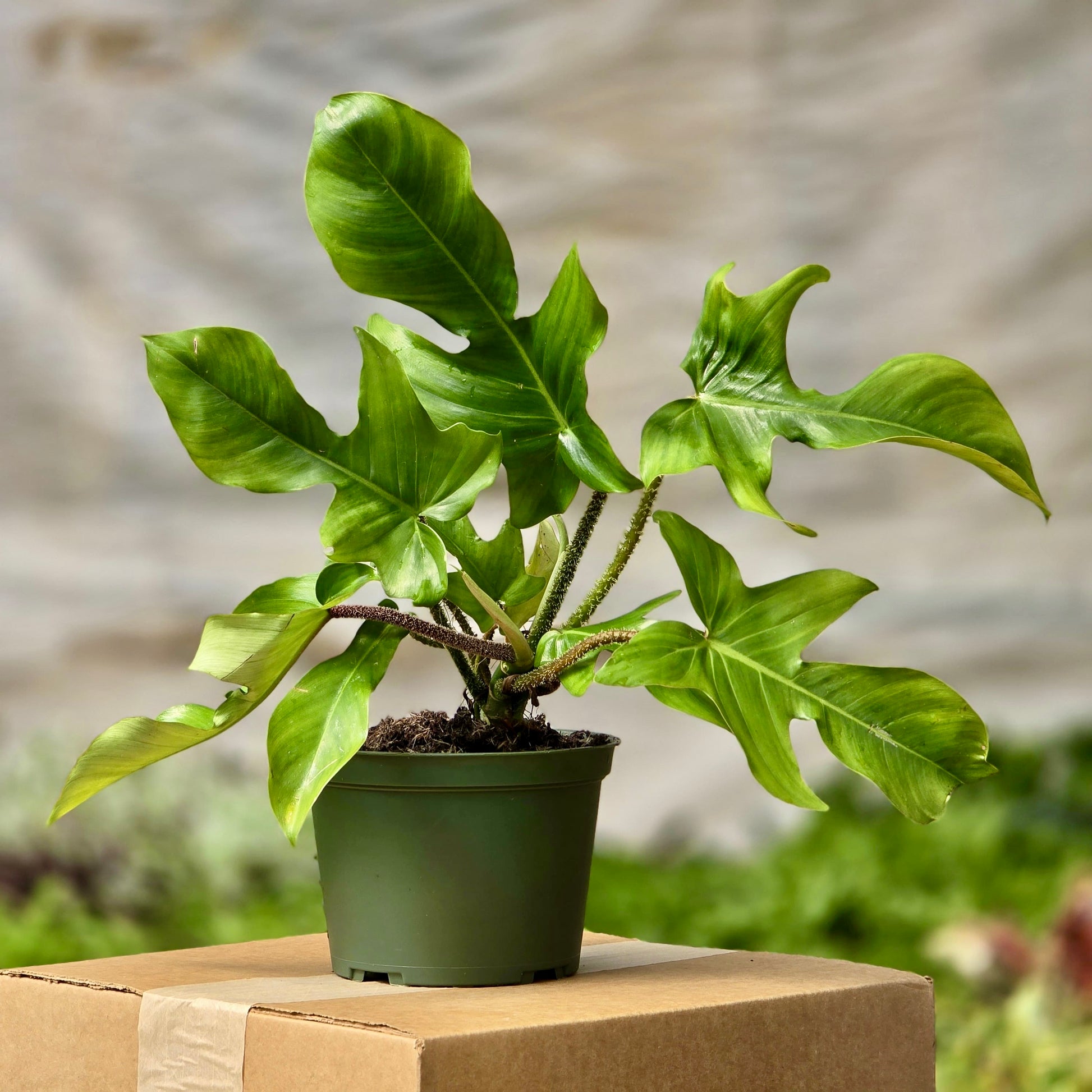 philodendron squamiferum soil Philodendron squamiferum 4in (Small)