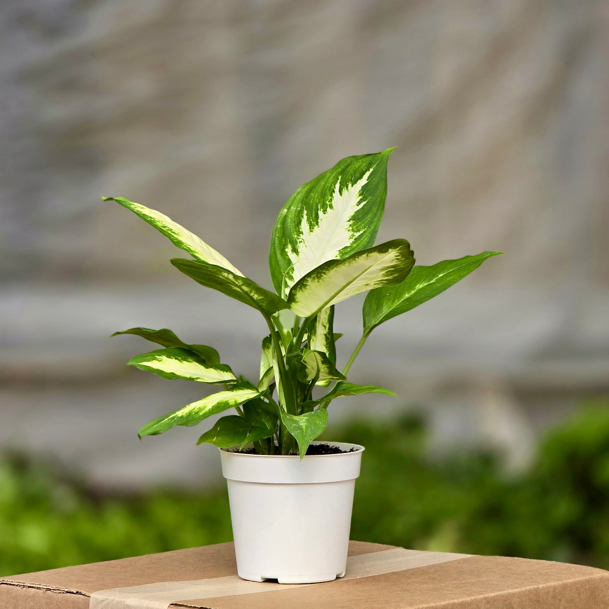 dieffenbachia 'camille' Dieffenbachia Camille – Plants-Zen
