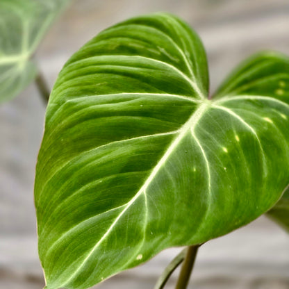 juvenile philodendron gloriosum Philodendron Gloriosum – Plants-Zen