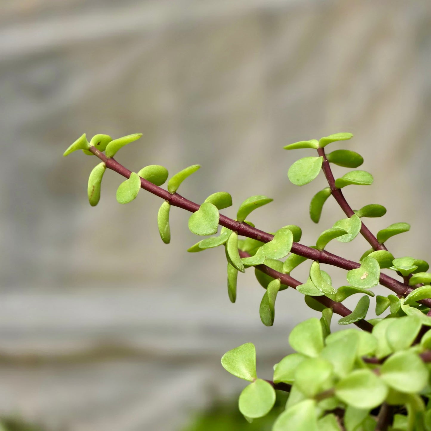 como cuidar portulacaria afra Arbusto de elefante (suculenta Portulacaria Afra) – Plants-Zen