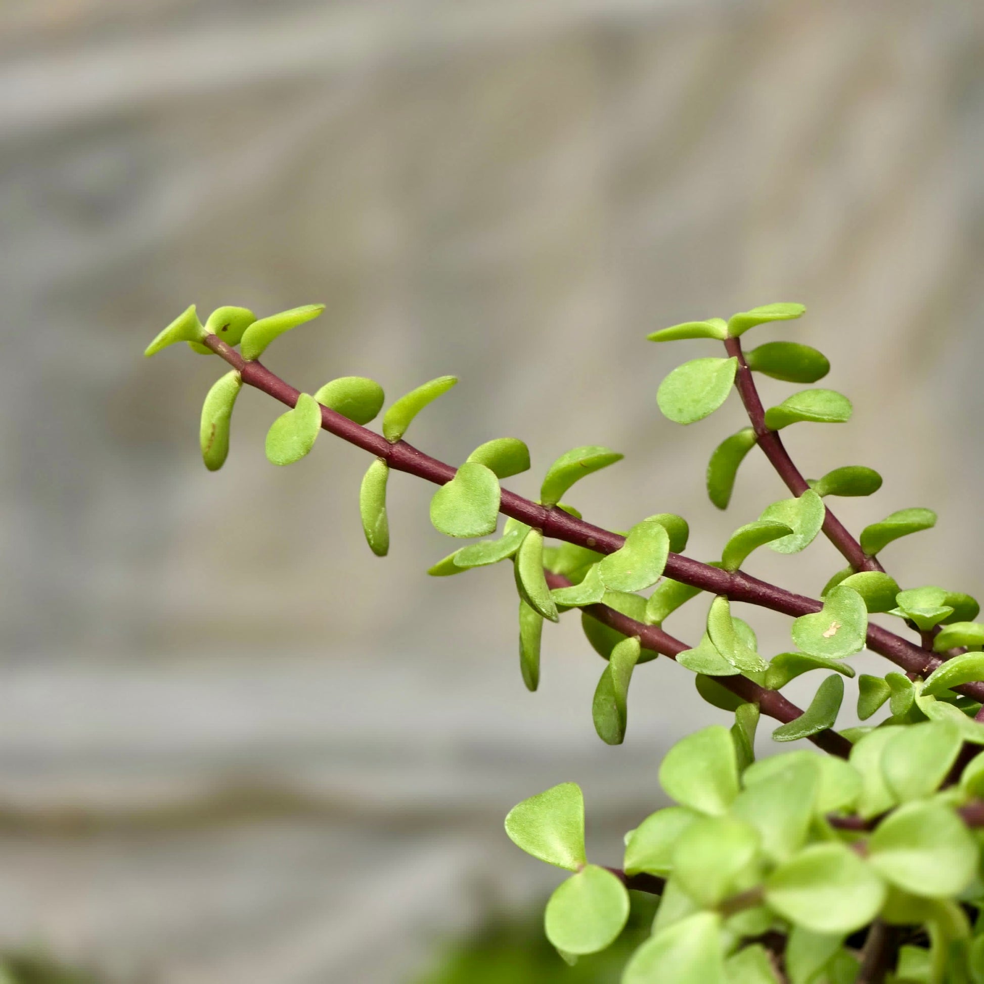 elephant bush succulent plant Portulacaria afra 4in Elephant Bush