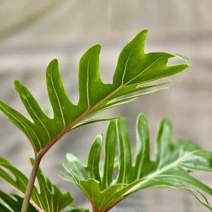 aspca philodendron xanadu Philodendron Xanadu – Plants-Zen