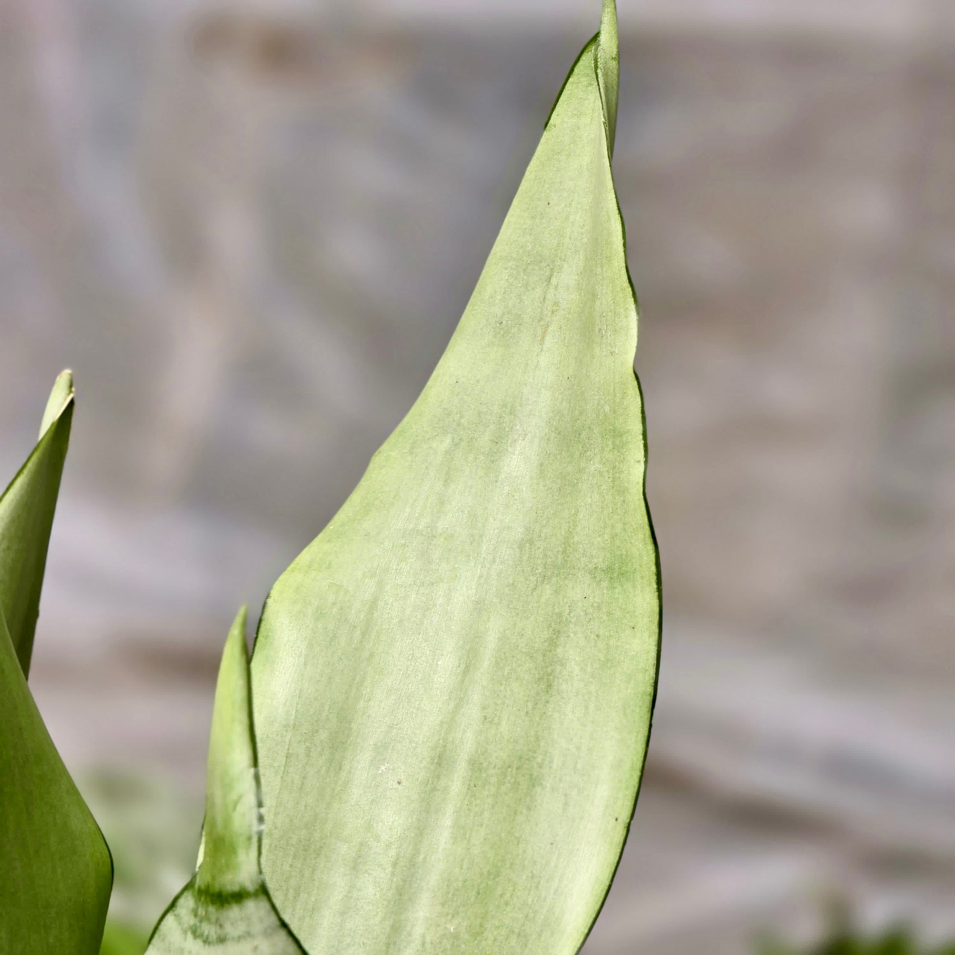 sansevieria moonshine variegated Snake Moonshine – Plants-Zen
