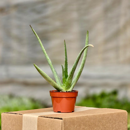aloe vera succulent plant Aloe Vera Plant in 6 in. Grower Pot