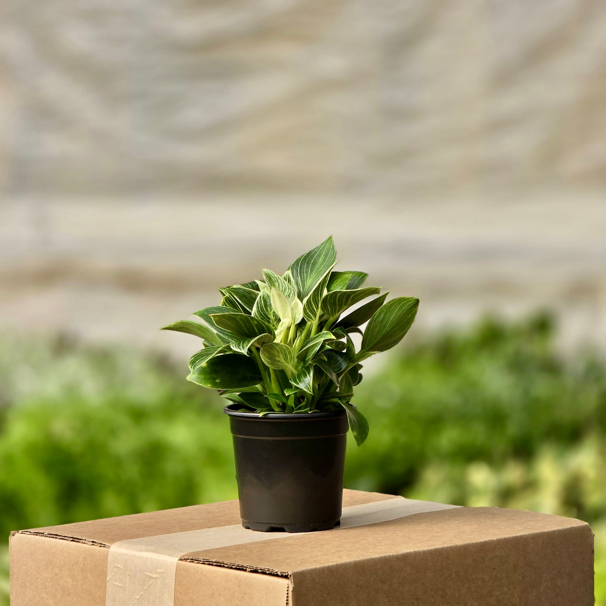 cardboard philodendron Philodendron Birkin – Plants-Zen