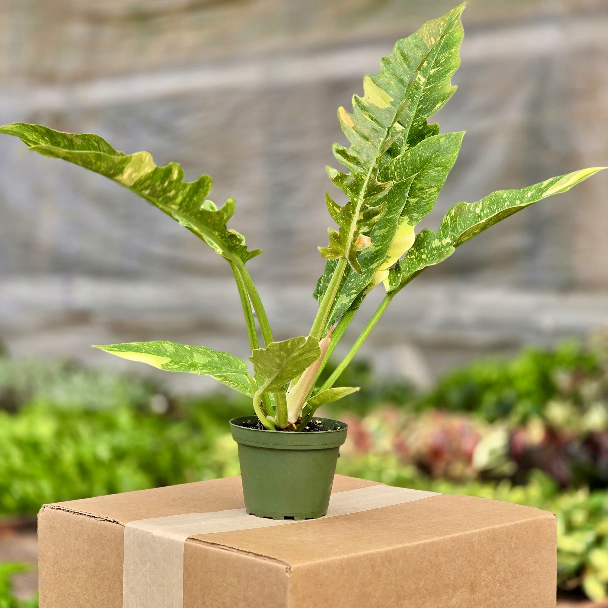 cardboard philodendron Philodendron Ring of Fire Variegated