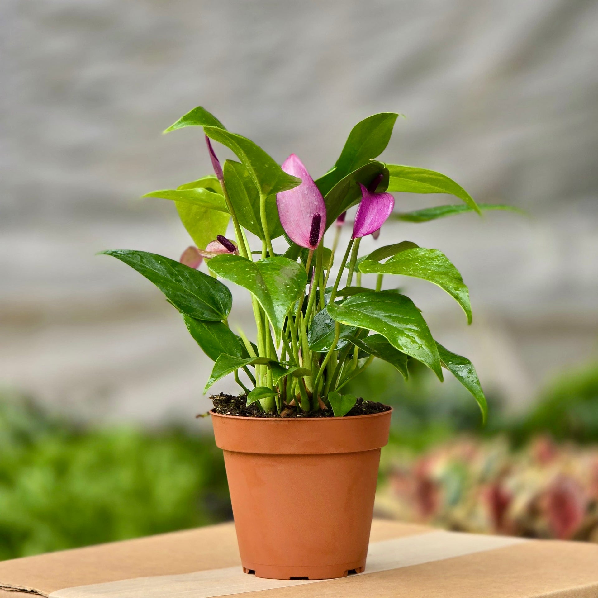 The Snobby Leaf | Anthurium 'Purple' - 4 inch Pot