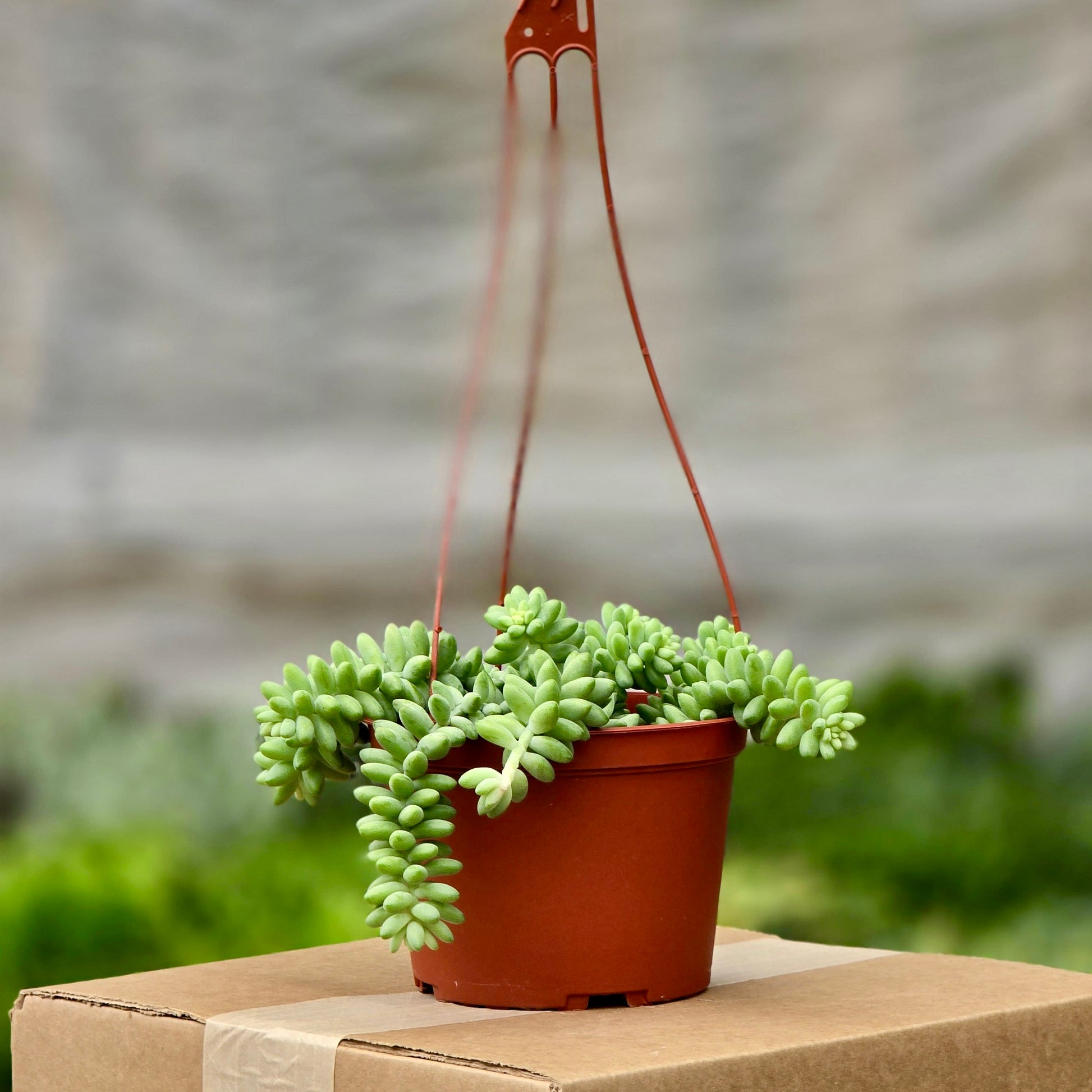donkey tail succulent near me Succulent Donkey Tail (Burro) – Plants-Zen