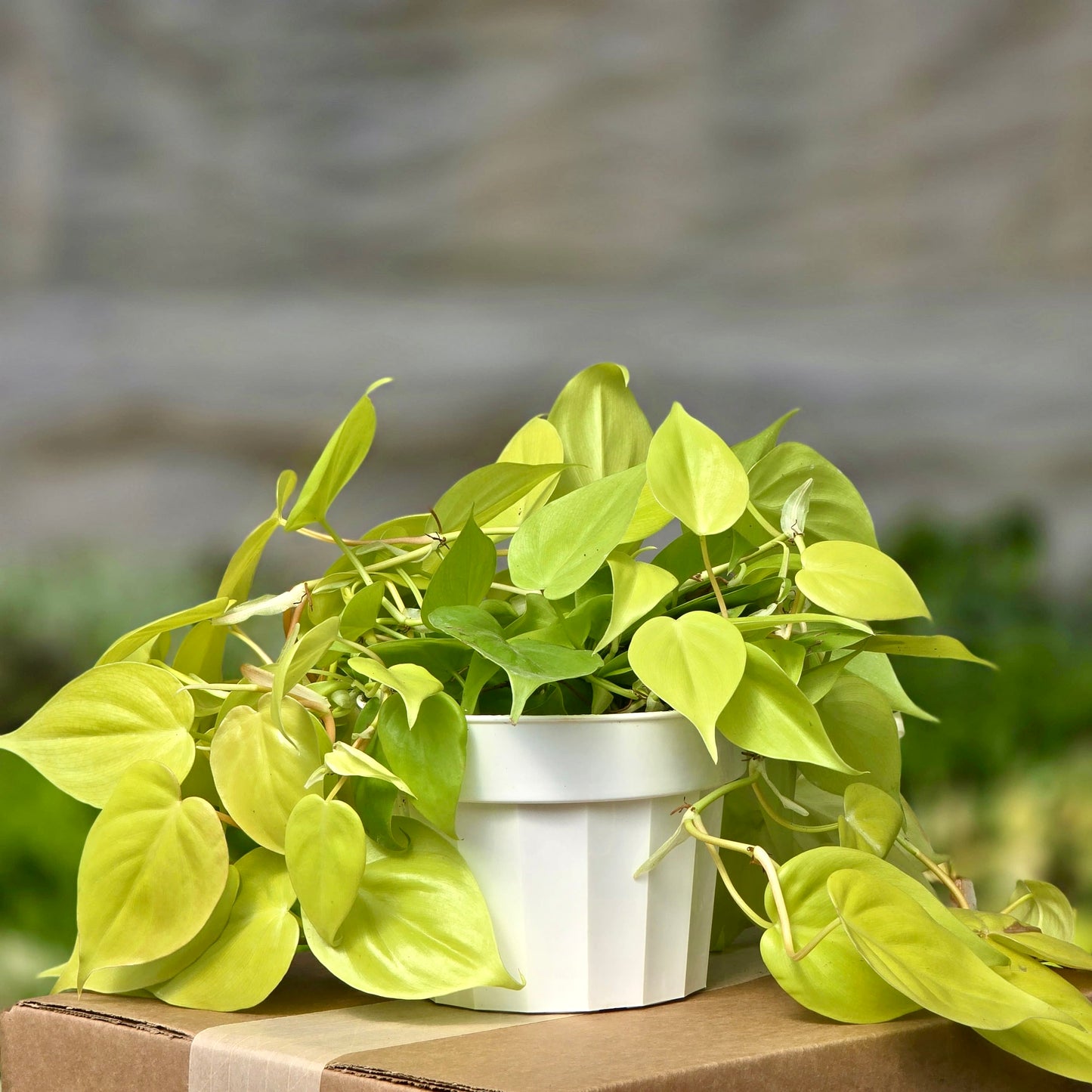 neon heartleaf philodendron Philodendron Neon (Philodendron Hederaceum 'Neon') 6 in