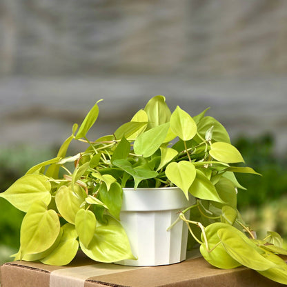 philodendron cordatum neon care Philodendron Neon (Philodendron Hederaceum 'Neon') 6 in