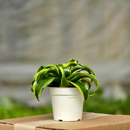 dracaena twister plant Dracaena Tornado – Plants-Zen