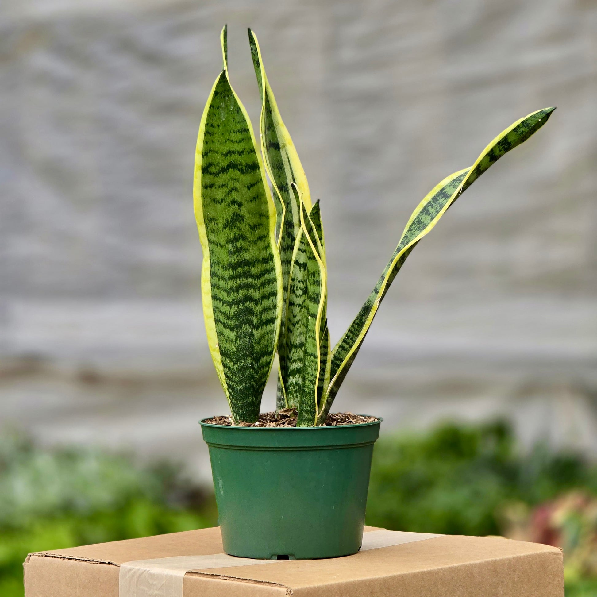 sansevieria laurentii kaufen Snake Laurentii (Sansevieria) – Plants-Zen