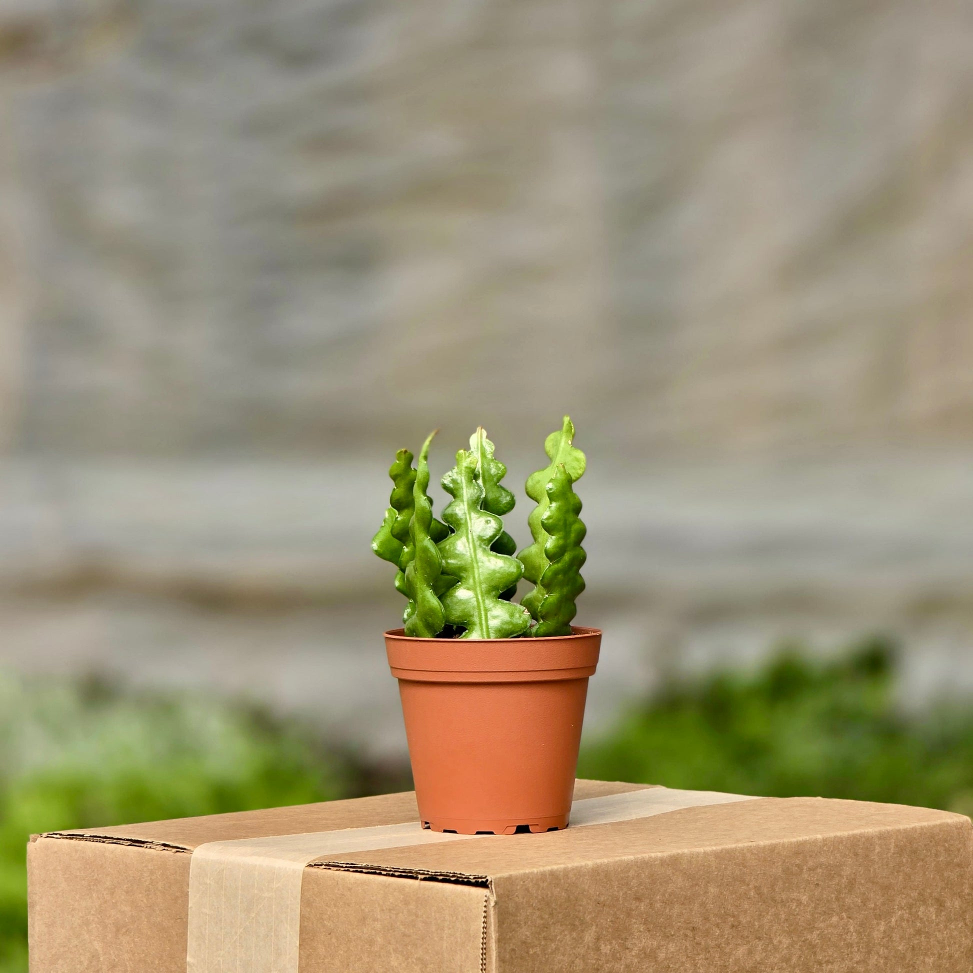 ric rac succulent Cactus Ric Rac (Succulent) – Plants-Zen