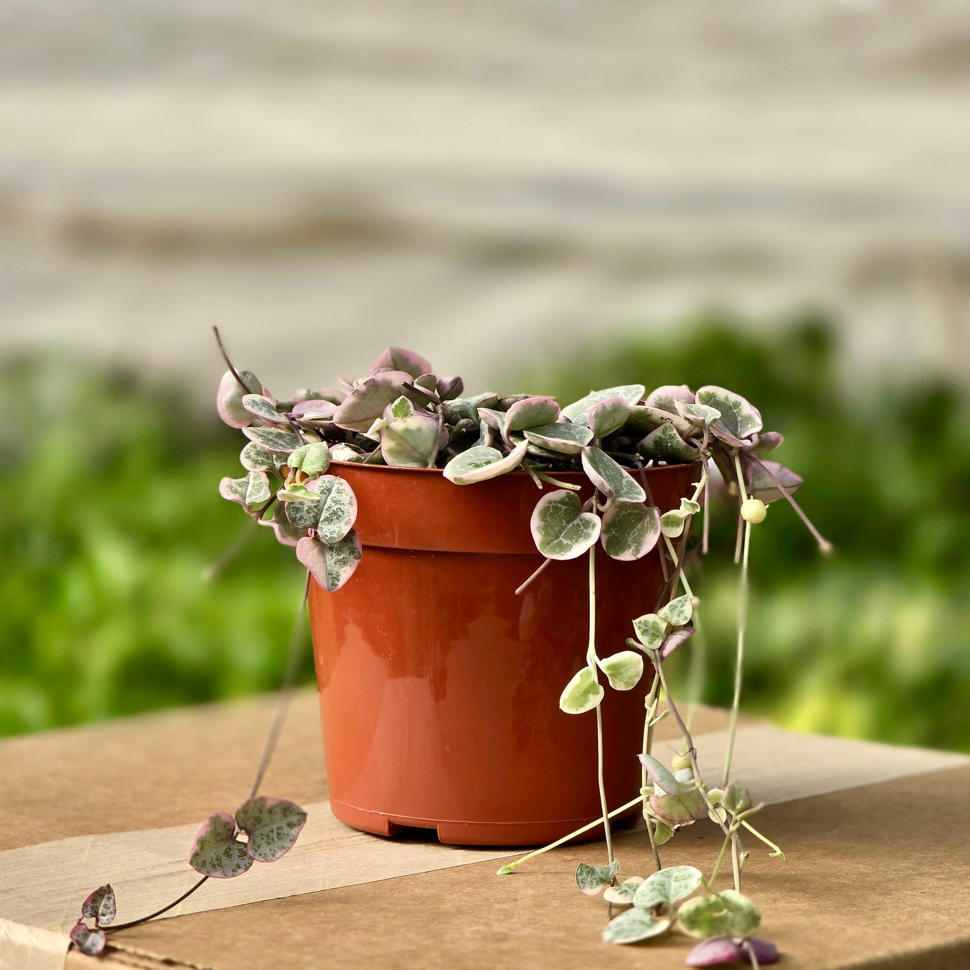 rare string succulents Succulent String of Hearts Variegated