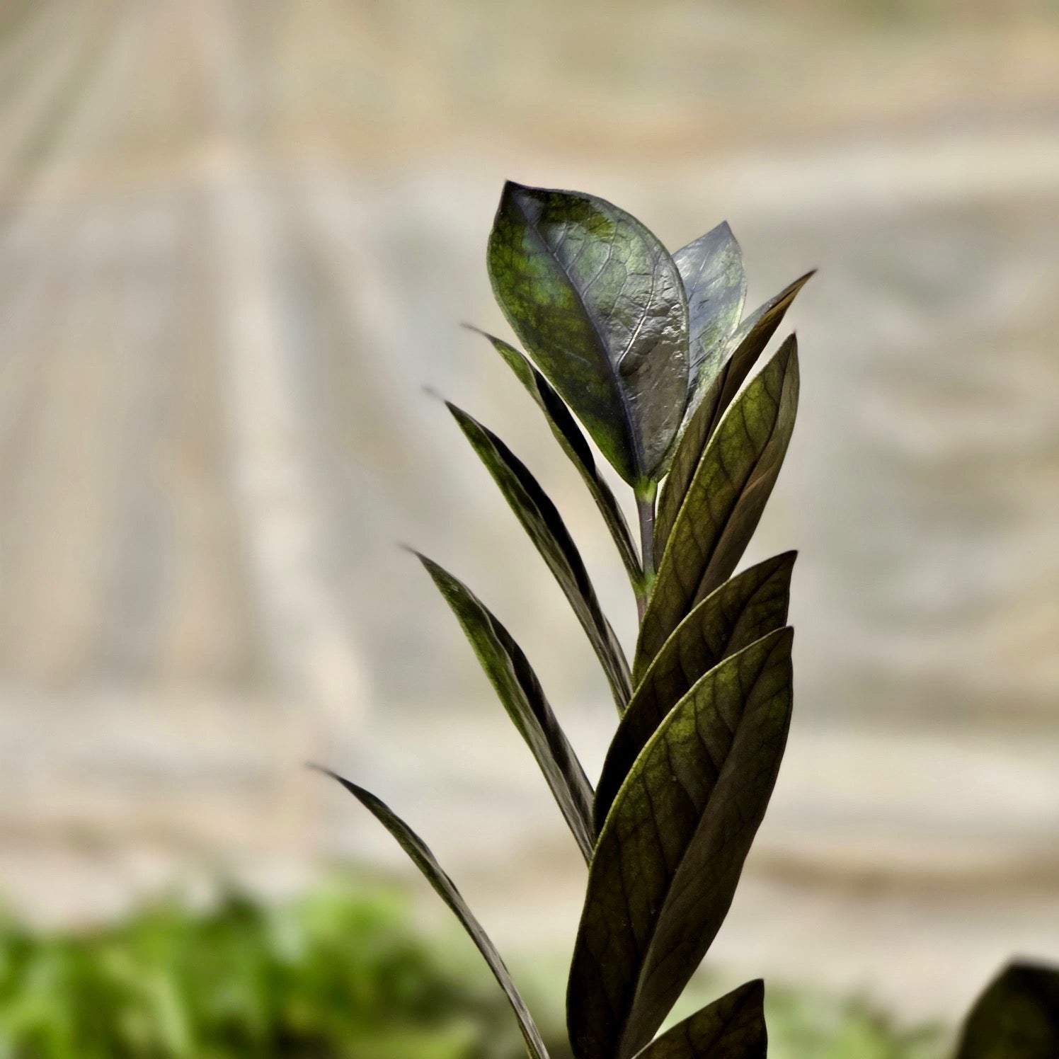 black leaf zz plant Zamioculcas Black (Raven) – Plants-Zen