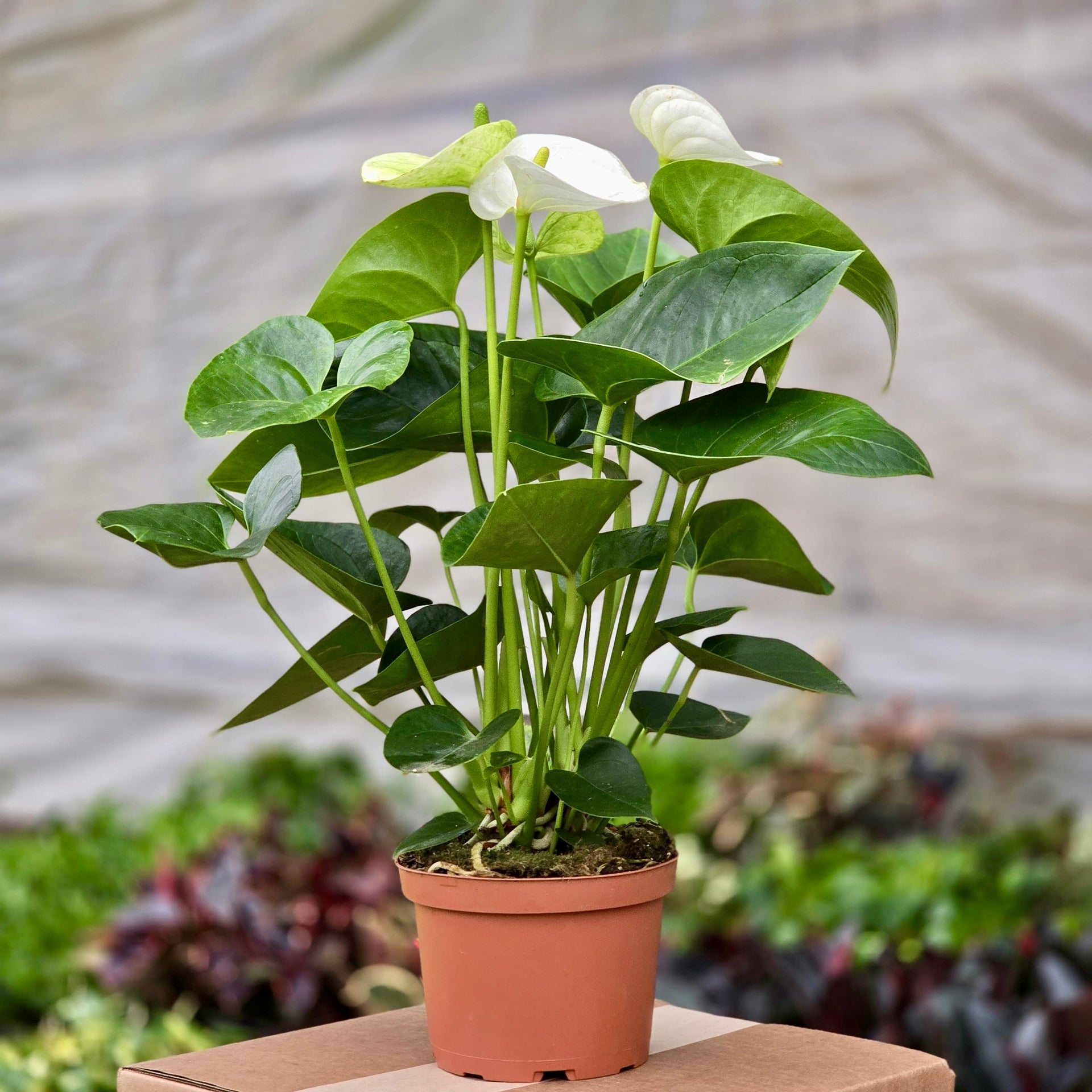 white anthurium plant Anthurium White – Plants-Zen