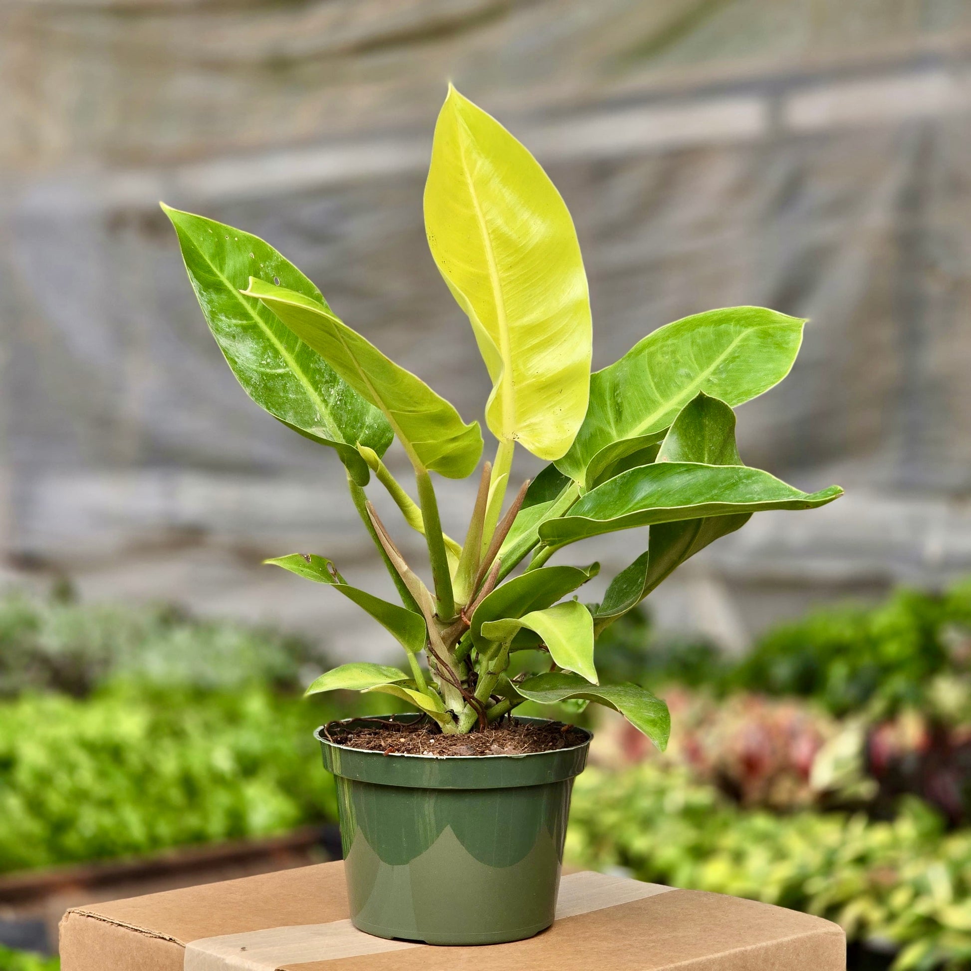 moonlight philodendron price Philodendron Moonlight