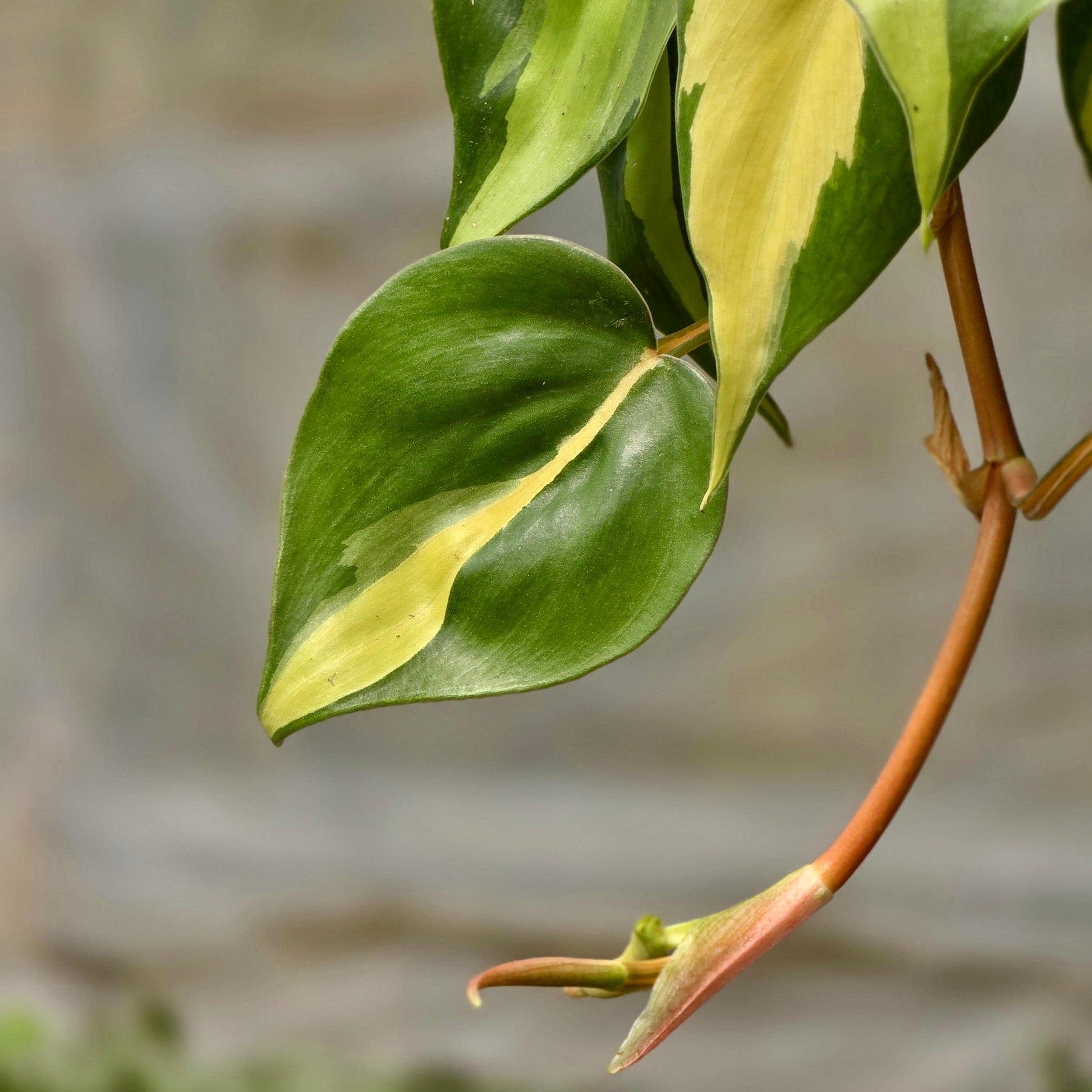 philodendron brasil sunlight Philodendron Brazil – Plants-Zen