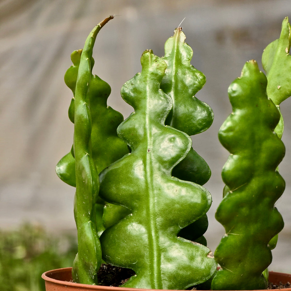 Hb Ric Rac Cactus Cactus Ric Rac (Succulent) – Plants-Zen