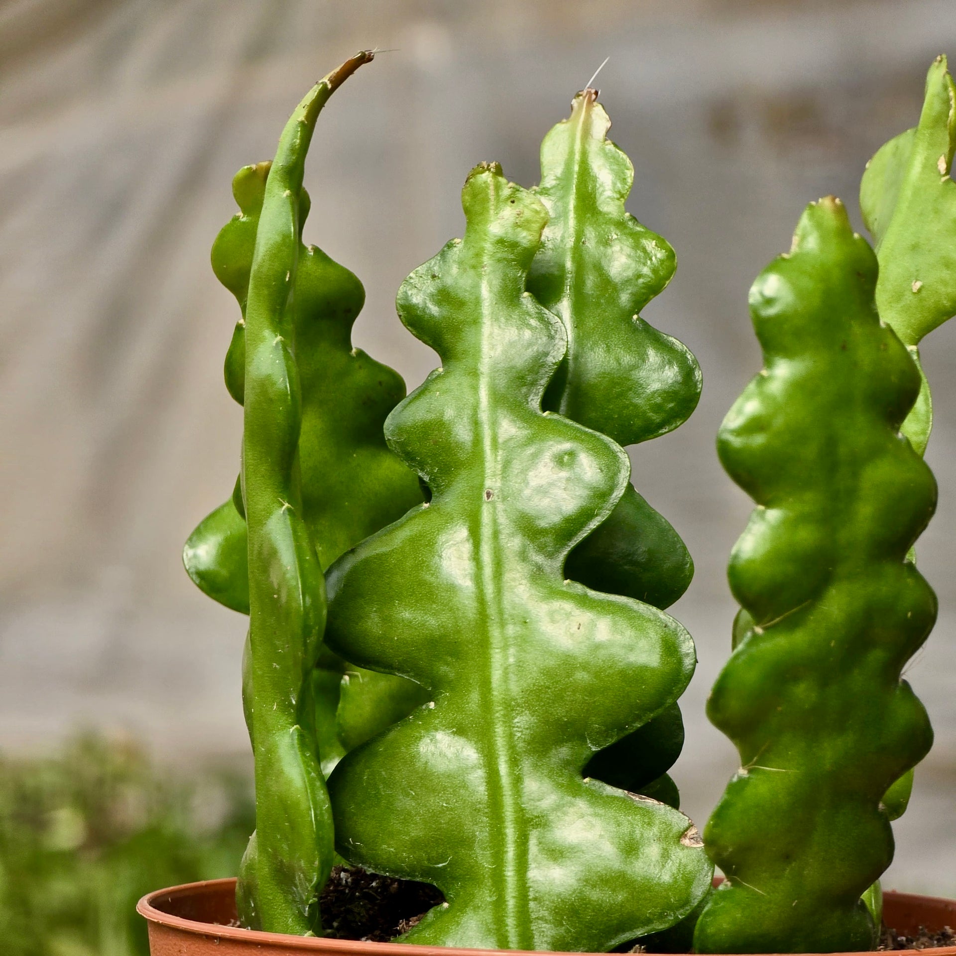 ric rac succulent Cactus Ric Rac (Succulent) – Plants-Zen