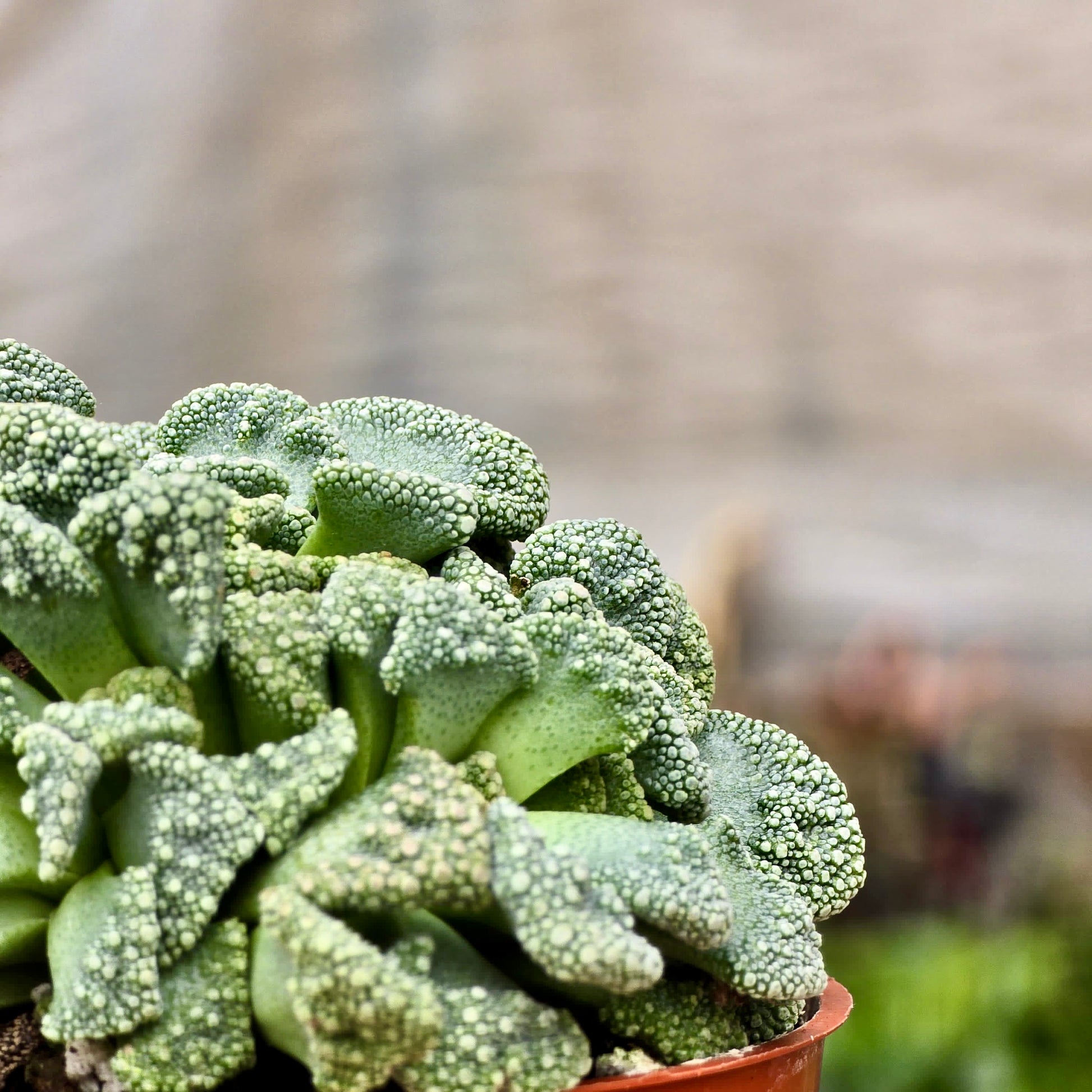 concrete succulent Succulent Titanopsis Concrete