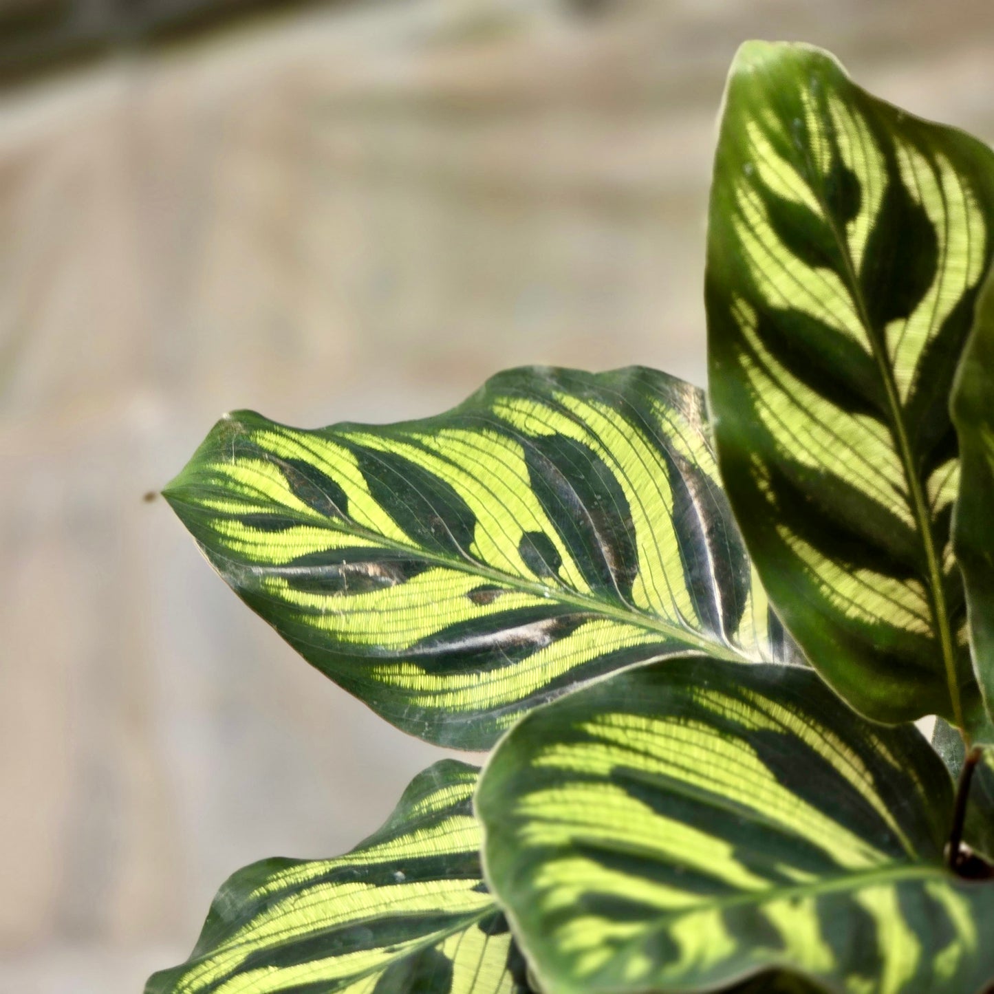 Pavo real Calathea