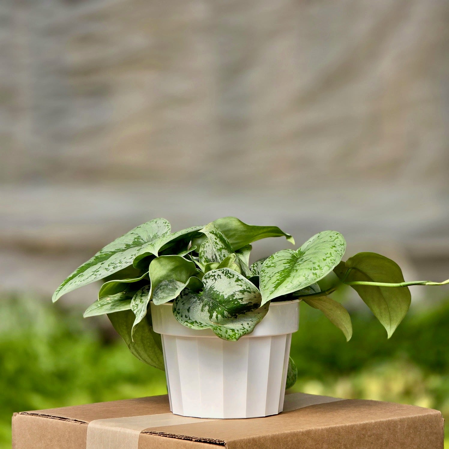 splash pothos The Snobby Leaf | Pothos 'Silver Splash' - 6 inch Pot