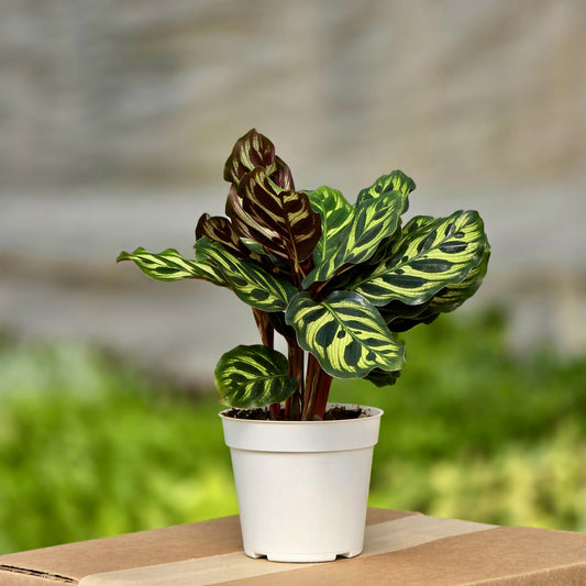 Calathea Peacock